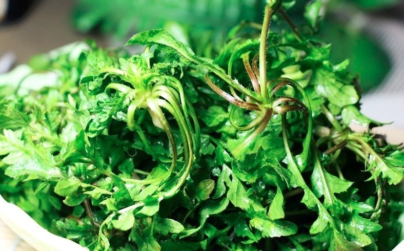 薺菜哪些人不能吃？薺菜的功效和禁忌有哪些？