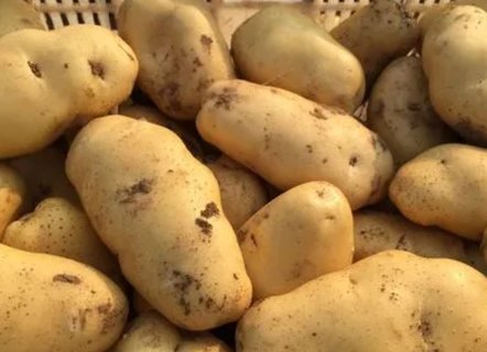 土豆哪些人不宜吃？土豆的禁忌和作用