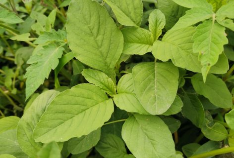 野莧菜哪些人不適合吃？野莧菜不能和什么一起吃？