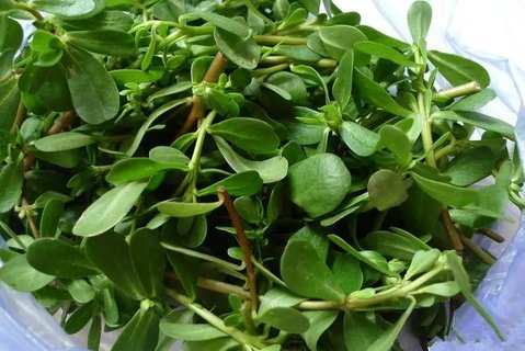 哪些人不適合吃馬齒菜？三種人不宜吃馬齒菜