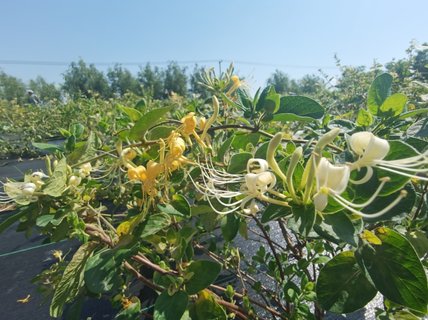 金銀花對(duì)身體有什么好處？金銀花的功效與作用及禁忌