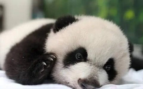 黑眼圈太重了怎么快速消除？去除黑眼圈的小妙招！