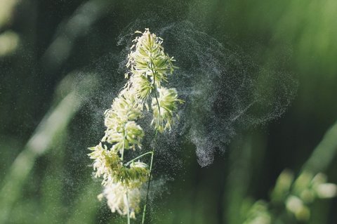 花粉過(guò)敏有哪些癥狀表現(xiàn)？花粉過(guò)敏的主要癥狀