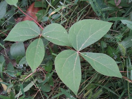 大血藤泡水喝有什么用處？大血藤的功效與作用