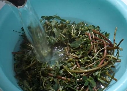 馬齒莧怎樣洗頭發(fā)最好？馬齒莧洗頭的功效與作用及禁忌