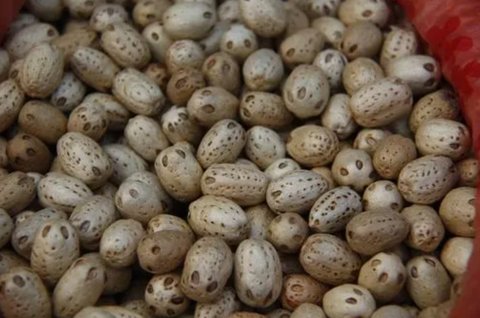 五眼果怎么食用最好？五眼果的功效與作用
