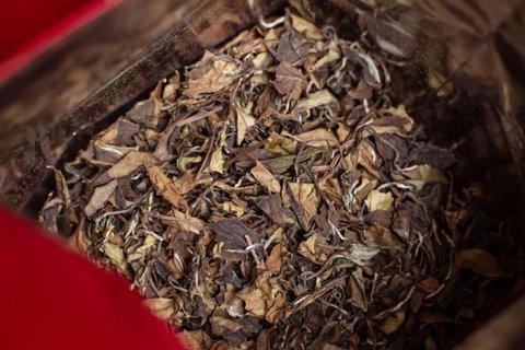 老白茶是涼性還是熱性？老白茶的功效與作用