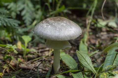 蘑菇的嘌呤含量是多少？各種蘑菇的嘌呤含量表