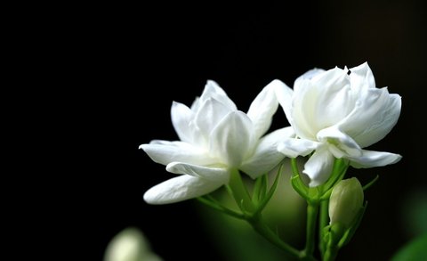 茉莉花香對(duì)人體有什么影響？茉莉花香的功效與作用