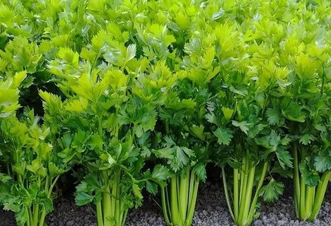 芹菜是熱性還是涼性？芹菜的性能功效與作用
