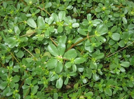 馬齒莧對(duì)皮膚病有什么作用？馬齒莧治5種皮膚病