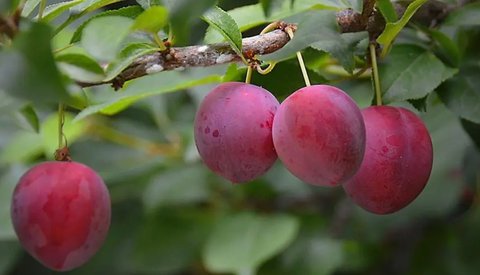 李子是上火的還是降火的？李子的性質(zhì)與功效