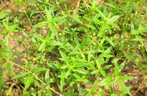 蛇舌草有什么作用和功效？蛇舌草的功效與作用及食用方法