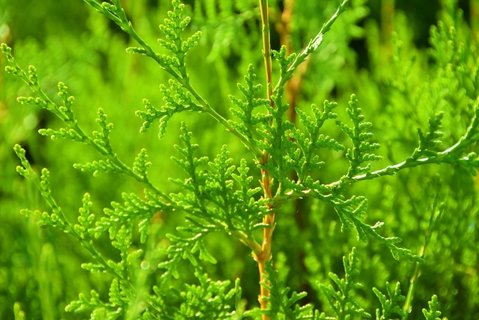 側柏葉熬水洗頭用新鮮的還是干的？側柏葉熬水洗頭發(fā)的正確方法