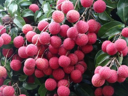 荔枝放冷藏還是冷凍保存好？荔枝的保存最佳方法