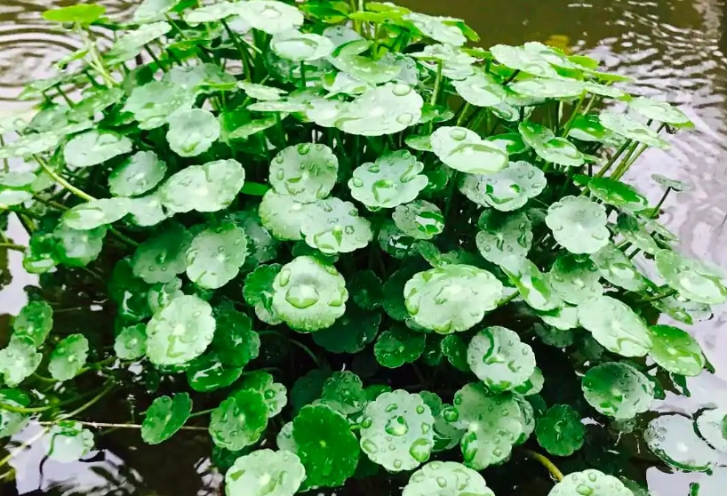 香菇草有什么藥用價(jià)值？香菇草的功效與作用及禁忌