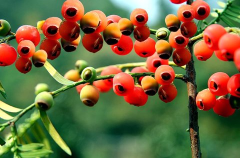 紅豆杉怎么吃抗癌？紅豆杉抗癌正確的吃法