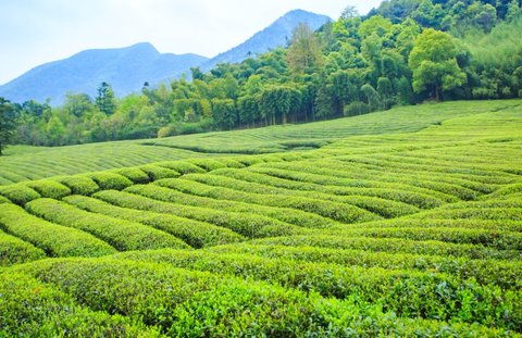 懂茶的人一般喝什么茶？茶葉檔次一覽表