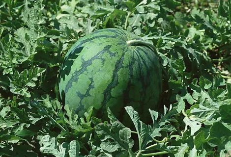 低血壓不宜吃哪些蔬菜水果？低血壓不宜吃6種水果蔬菜