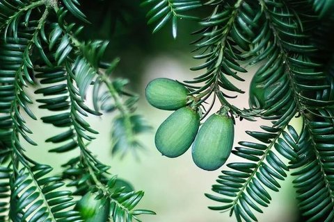 香榧怎么吃才是正確的？香榧的正確吃法