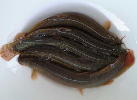 泥鰍怎么處理比較干凈？泥鰍最好的處理方法