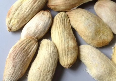 芒果核怎么發(fā)芽栽種？芒果核栽種方法