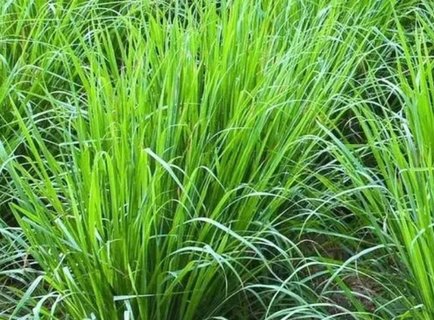 香茅驅(qū)蚊有用嗎？香茅怎么驅(qū)蚊效果好？