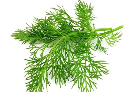 蒔蘿和茴香是一個東西嗎？蒔蘿和茴香的區(qū)別