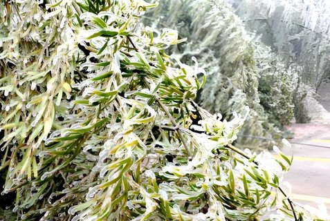 竹白霜可以治療什么?。恐癜姿乃幱霉πc用法