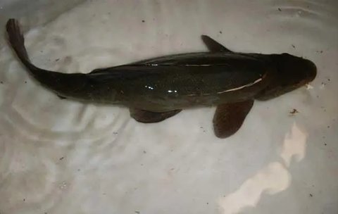 清江魚和鯰魚有什么不同？清江魚和鯰魚的區(qū)別