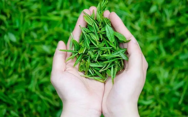 茶葉怎么選才是好茶葉？好茶葉的辨別方法