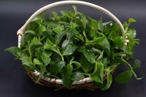 竹葉菜怎么做好吃？竹葉菜圖片功效與作用