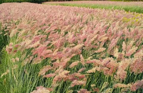山蜜草