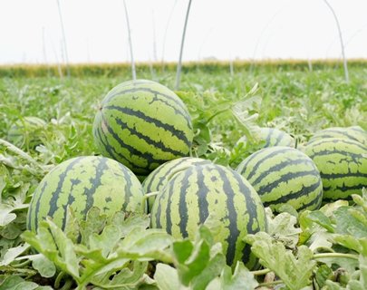 夏天吃什么水果可以減肥？夏天對減肥人最善良的水果