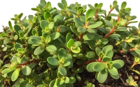 馬齒莧可以治皮膚病嗎？馬齒莧治5種皮膚病