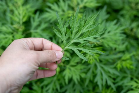 用什么驅蚊最好最有效？驅蚊最好最有效的辦法