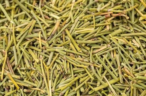 蜜麻黃要提前煮嗎？蜜麻黃的煎煮方法竅門