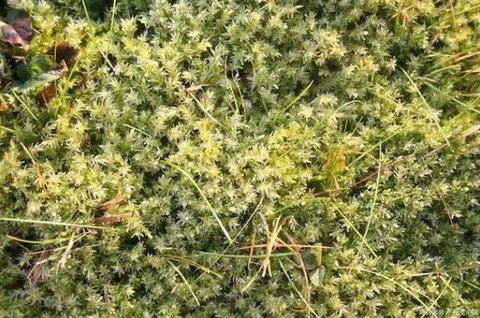菟絲子女生可以喝嗎？女性喝菟絲子的好處和壞處