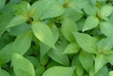 溪黃草對(duì)肝有什么作用？溪黃草對(duì)肝臟的好處與壞處