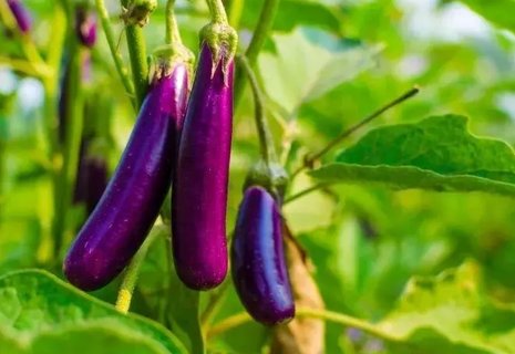 為什么中醫(yī)不讓吃茄子？探究中醫(yī)對(duì)茄子的看法