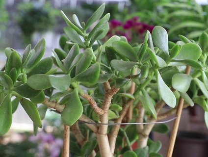 玉樹(shù)對(duì)人體有沒(méi)有危害和好處？玉樹(shù)對(duì)人體的危害