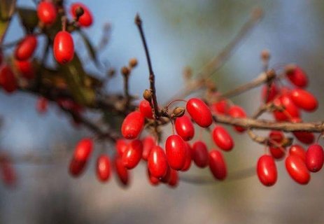 女人吃山茱萸有什么好處和壞處？女人吃山茱萸的好處