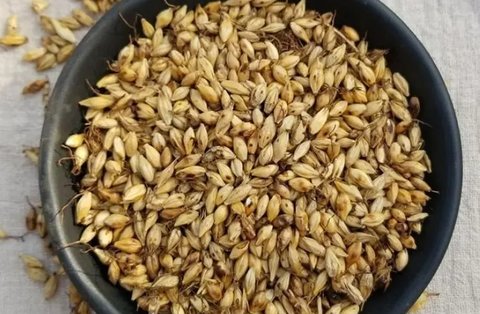 炒麥芽和生麥芽哪個回奶好？炒麥芽與生麥芽的區(qū)別