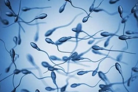 弱精成活率30可以懷孕嗎？弱精癥如何快速懷孕？