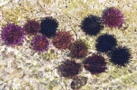 女人吃海膽有什么好處？營養(yǎng)與健康的雙重收獲