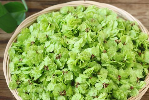 榆錢不能和什么一起吃？榆錢相克食物一覽表
