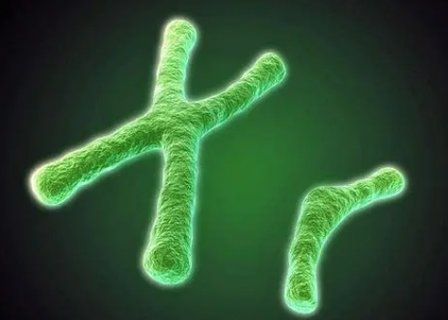 染色體異常的孩子智力一定有問(wèn)題嗎？解讀異常對(duì)孩子智力的影響
