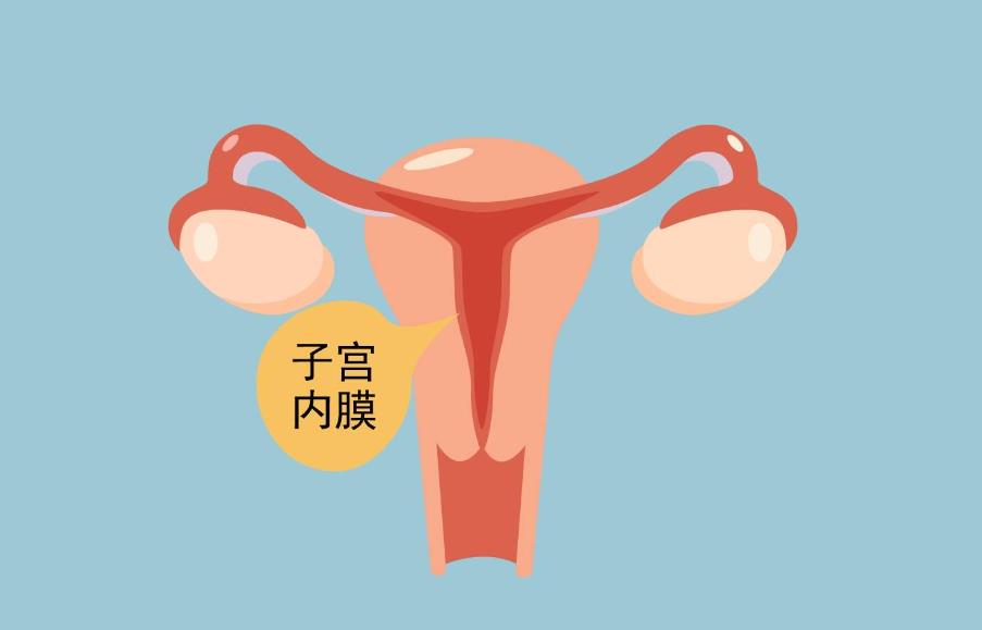 子宮內(nèi)膜