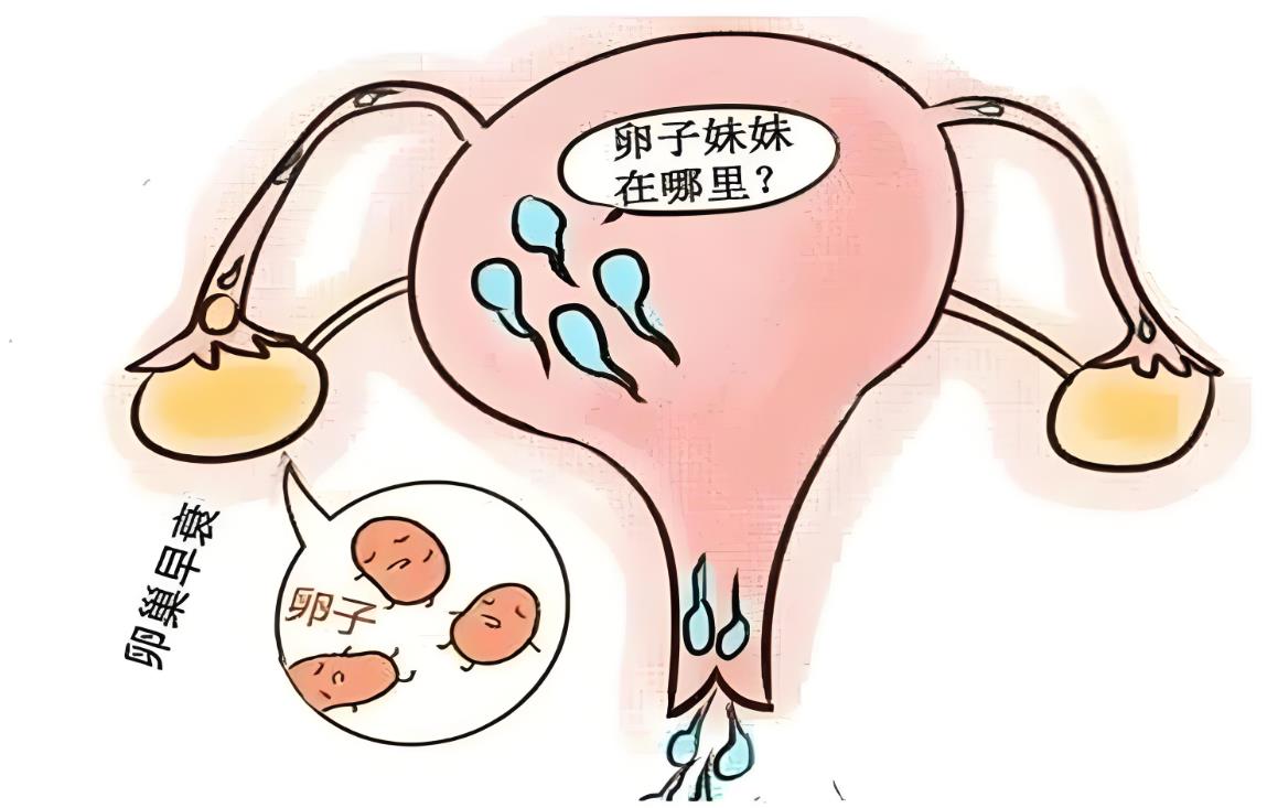 卵巢功能差可以做三代試管嗎？成功率多少