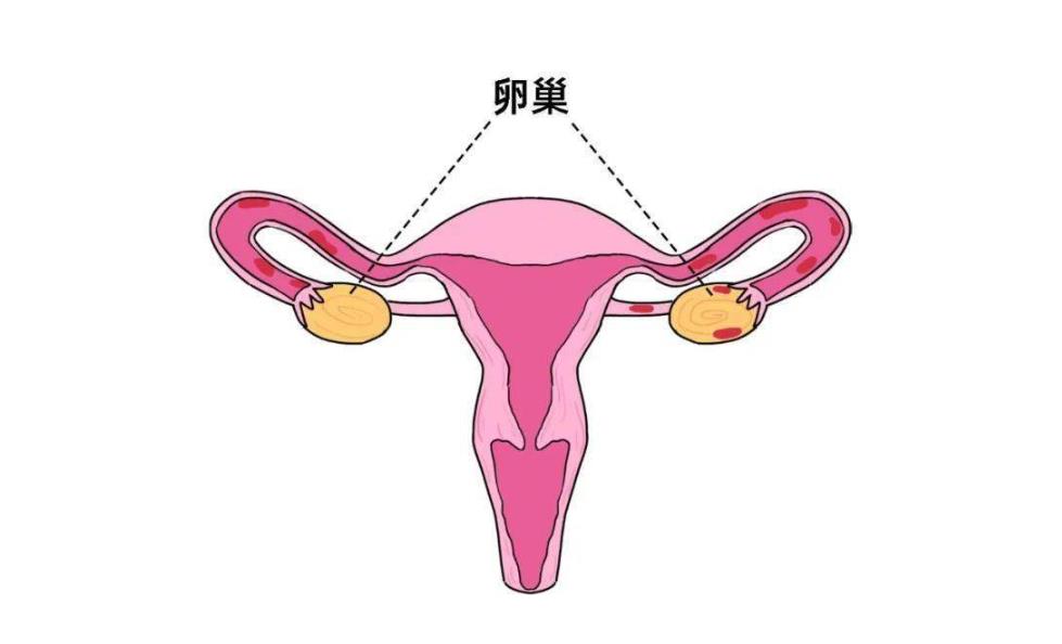 試管取卵后多久卵巢恢復(fù)正常大小,試管取卵后卵巢多大正常